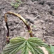 Metodické doporučení oddělení ochrany chmele č. 1/2026