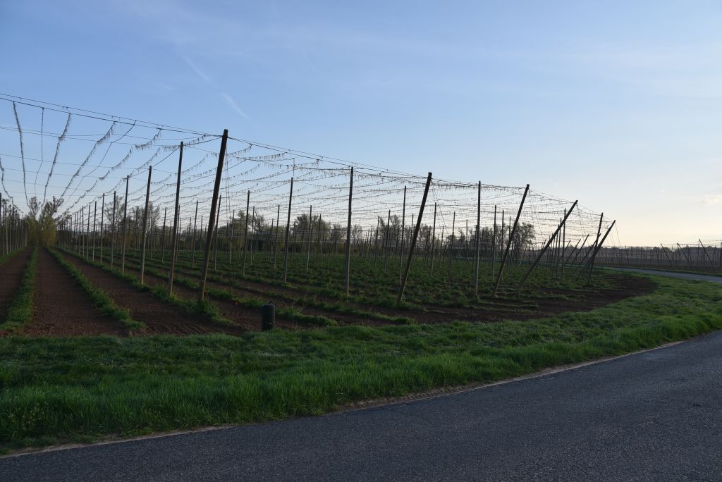 Praktická ukázka řezu chmele ŽPČ na Stekníku (23. 4. 2025). | Foto: J. Ježek Foto: J. Ježek