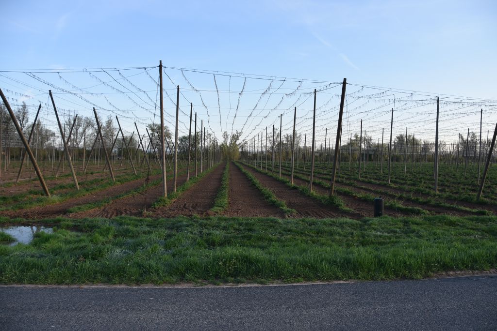 Praktická ukázka řezu chmele ŽPČ na Stekníku (23. 4. 2025). | Foto: J. Ježek Foto: J. Ježek