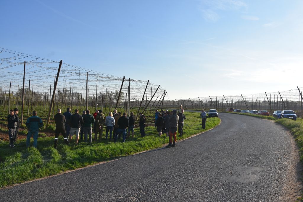 Praktická ukázka řezu chmele ŽPČ na Stekníku (23. 4. 2025). | Foto: J. Ježek Foto: J. Ježek