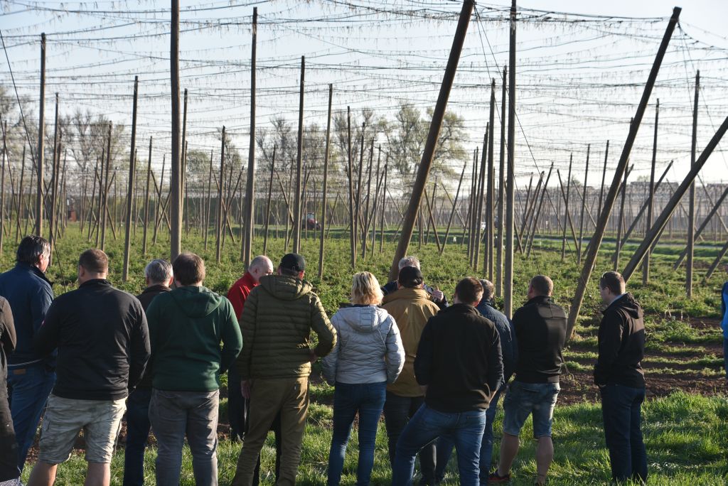 Praktická ukázka řezu chmele ŽPČ na Stekníku (23. 4. 2025). | Foto: J. Ježek Foto: J. Ježek