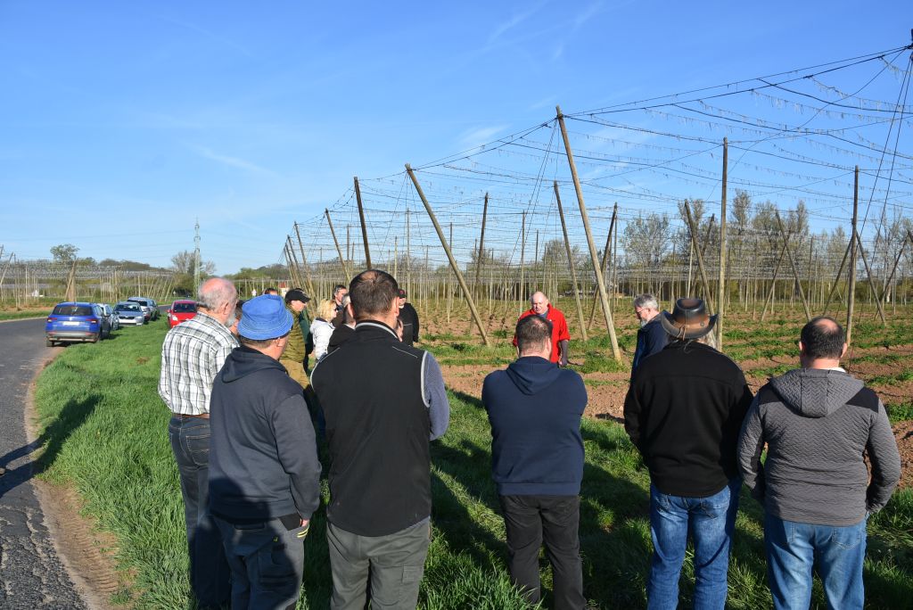 Praktická ukázka řezu chmele ŽPČ na Stekníku (23. 4. 2025). | Foto: J. Ježek Foto: J. Ježek