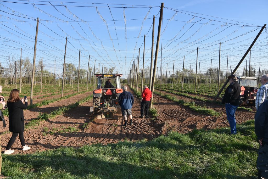 Praktická ukázka řezu chmele ŽPČ na Stekníku (23. 4. 2025). | Foto: J. Ježek Foto: J. Ježek