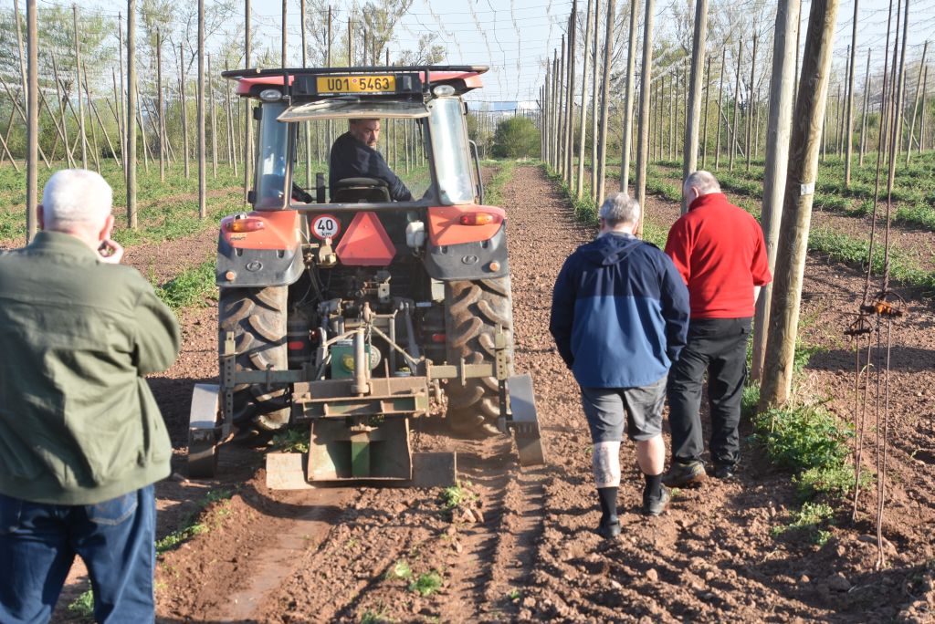 Praktická ukázka řezu chmele ŽPČ na Stekníku (23. 4. 2025). | Foto: J. Ježek Foto: J. Ježek