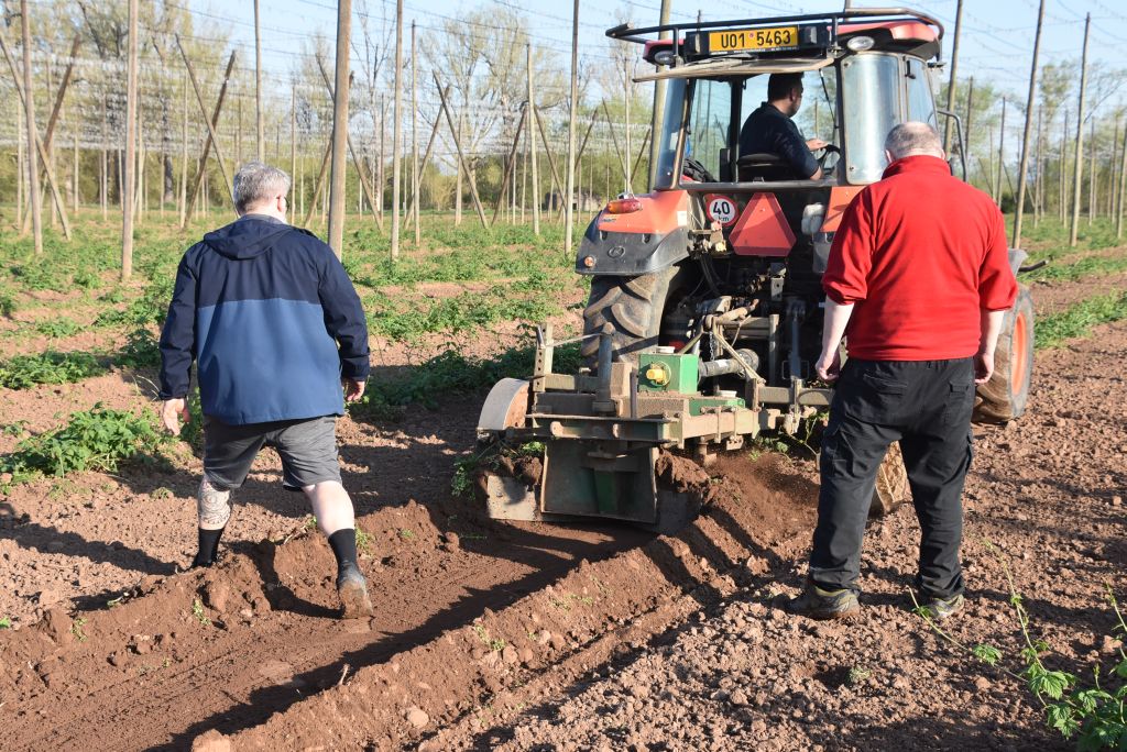 Praktická ukázka řezu chmele ŽPČ na Stekníku (23. 4. 2025). | Foto: J. Ježek Foto: J. Ježek
