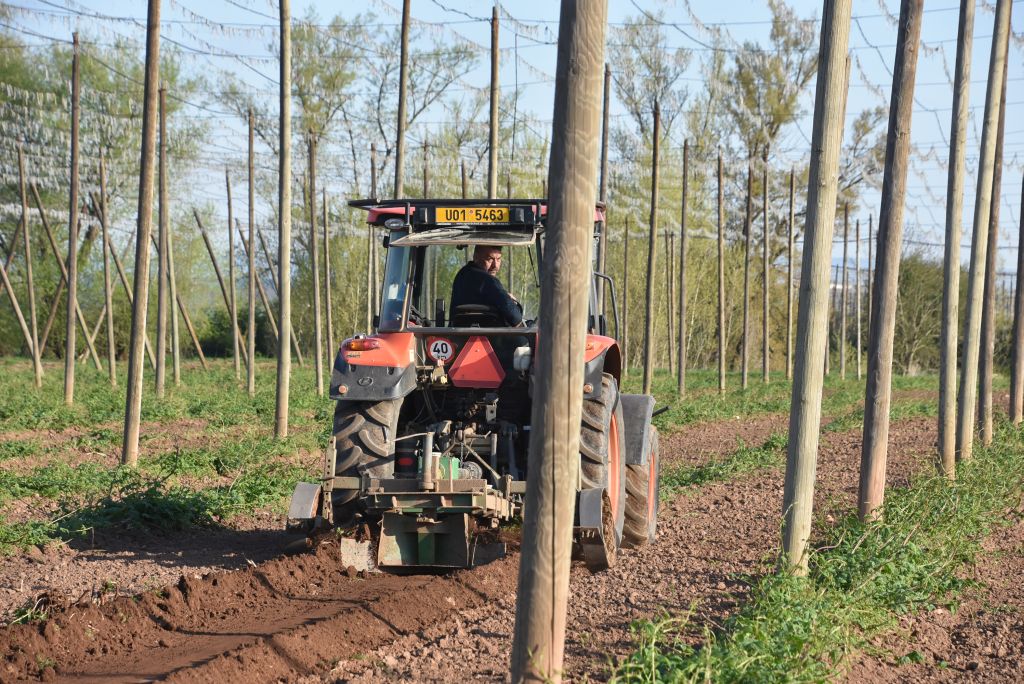 Praktická ukázka řezu chmele ŽPČ na Stekníku (23. 4. 2025). | Foto: J. Ježek Foto: J. Ježek