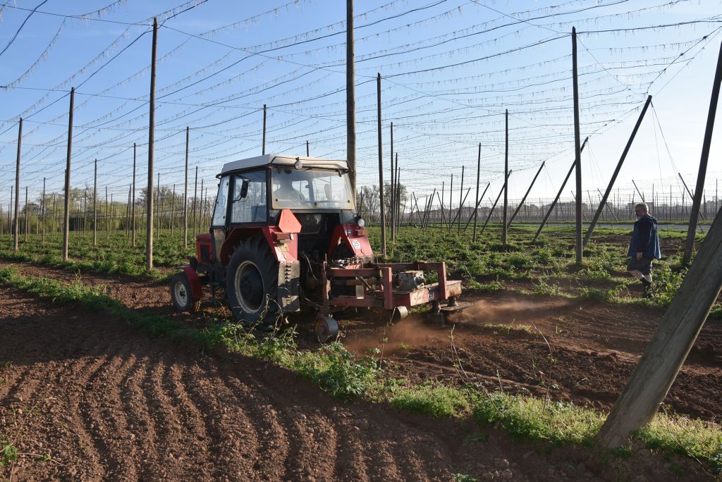 Praktická ukázka řezu chmele ŽPČ na Stekníku (23. 4. 2025). | Foto: J. Ježek Foto: J. Ježek