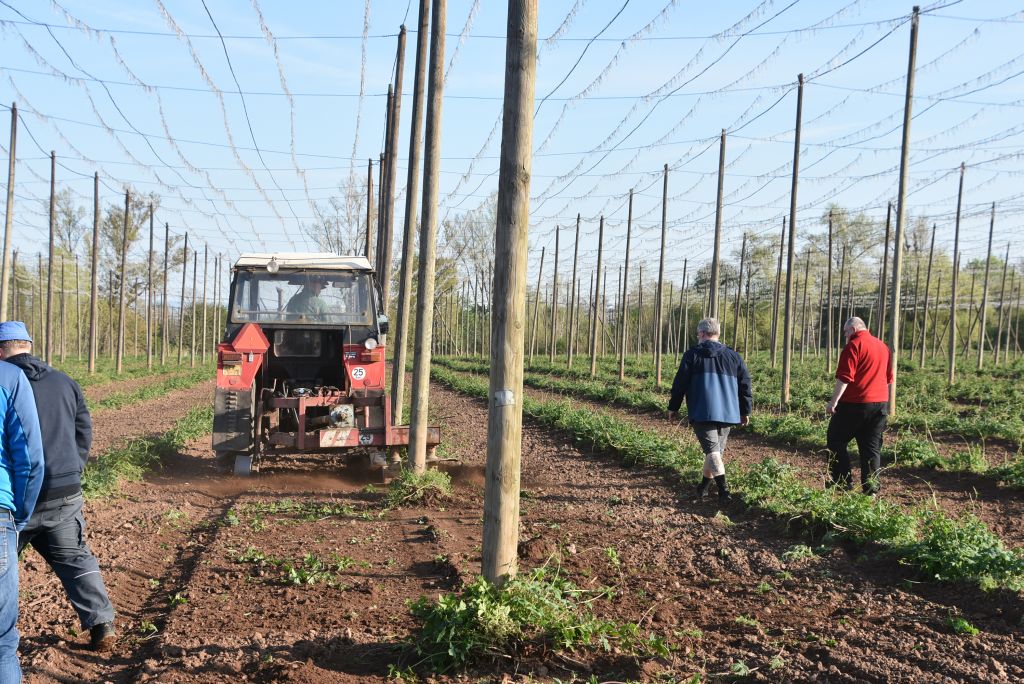 Praktická ukázka řezu chmele ŽPČ na Stekníku (23. 4. 2025). | Foto: J. Ježek Foto: J. Ježek