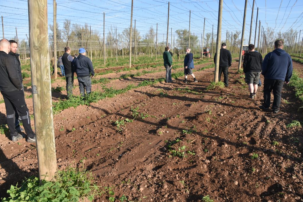 Praktická ukázka řezu chmele ŽPČ na Stekníku (23. 4. 2025). | Foto: J. Ježek Foto: J. Ježek