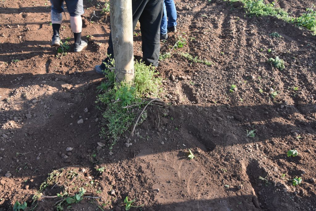 Praktická ukázka řezu chmele ŽPČ na Stekníku (23. 4. 2025). | Foto: J. Ježek Foto: J. Ježek