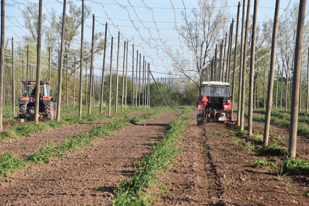 Praktická ukázka řezu chmele ŽPČ na Stekníku (23. 4. 2025). | Foto: J. Ježek Foto: J. Ježek