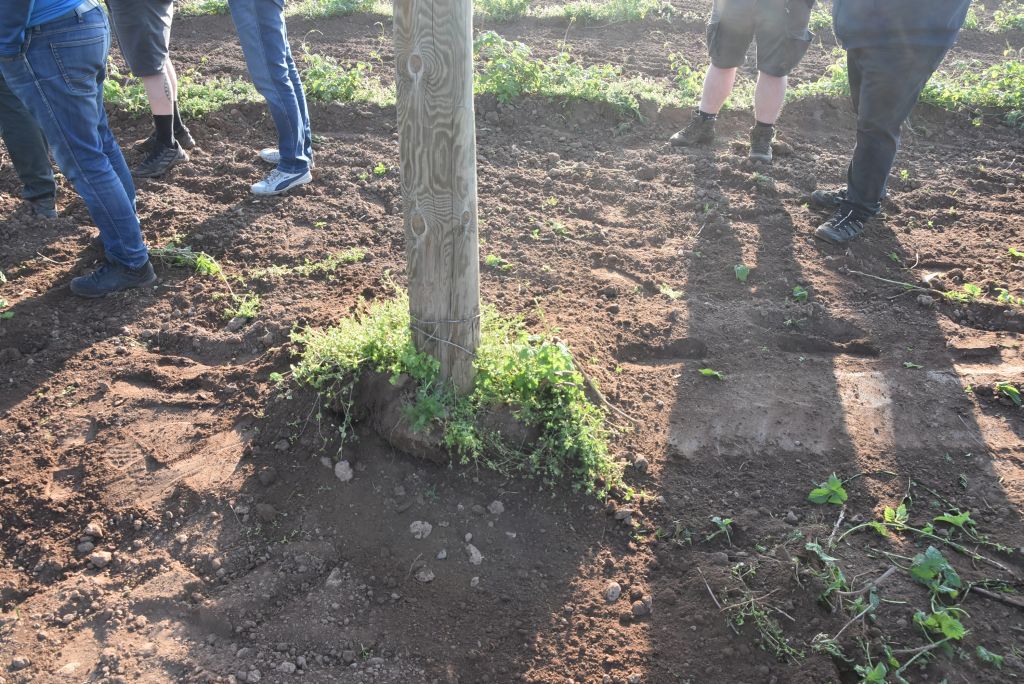 Praktická ukázka řezu chmele ŽPČ na Stekníku (23. 4. 2025). | Foto: J. Ježek Foto: J. Ježek