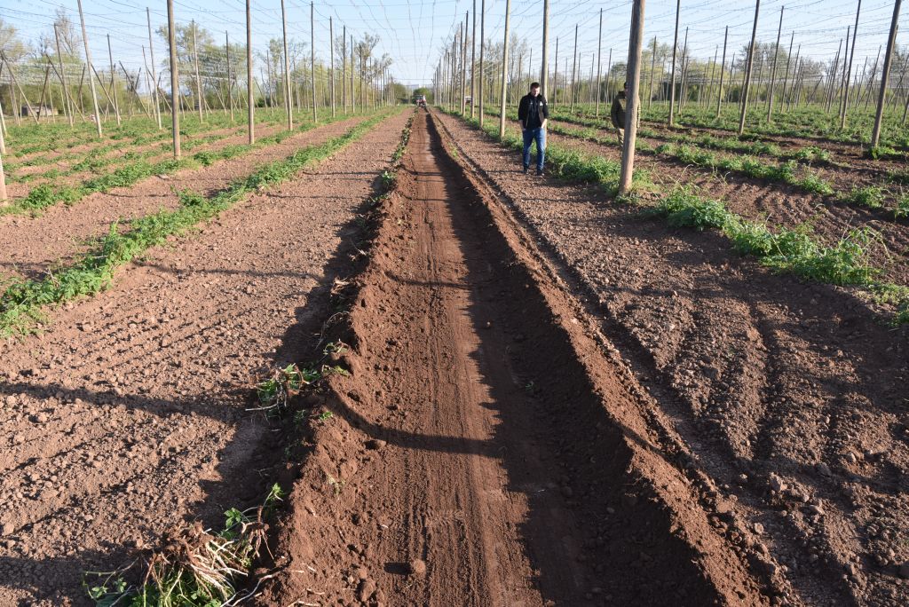 Praktická ukázka řezu chmele ŽPČ na Stekníku (23. 4. 2025). | Foto: J. Ježek Foto: J. Ježek