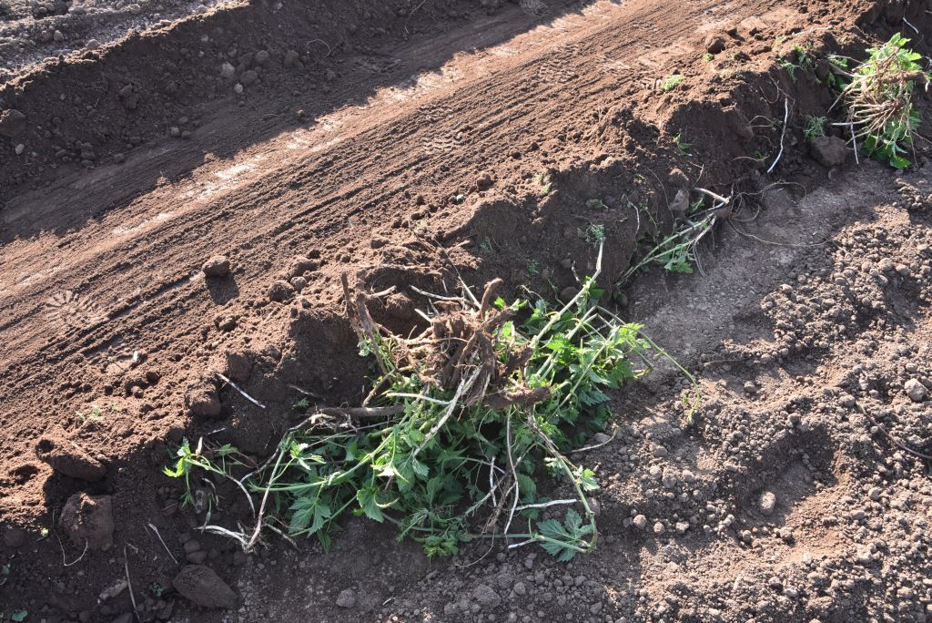 Praktická ukázka řezu chmele ŽPČ na Stekníku (23. 4. 2025). | Foto: J. Ježek Foto: J. Ježek