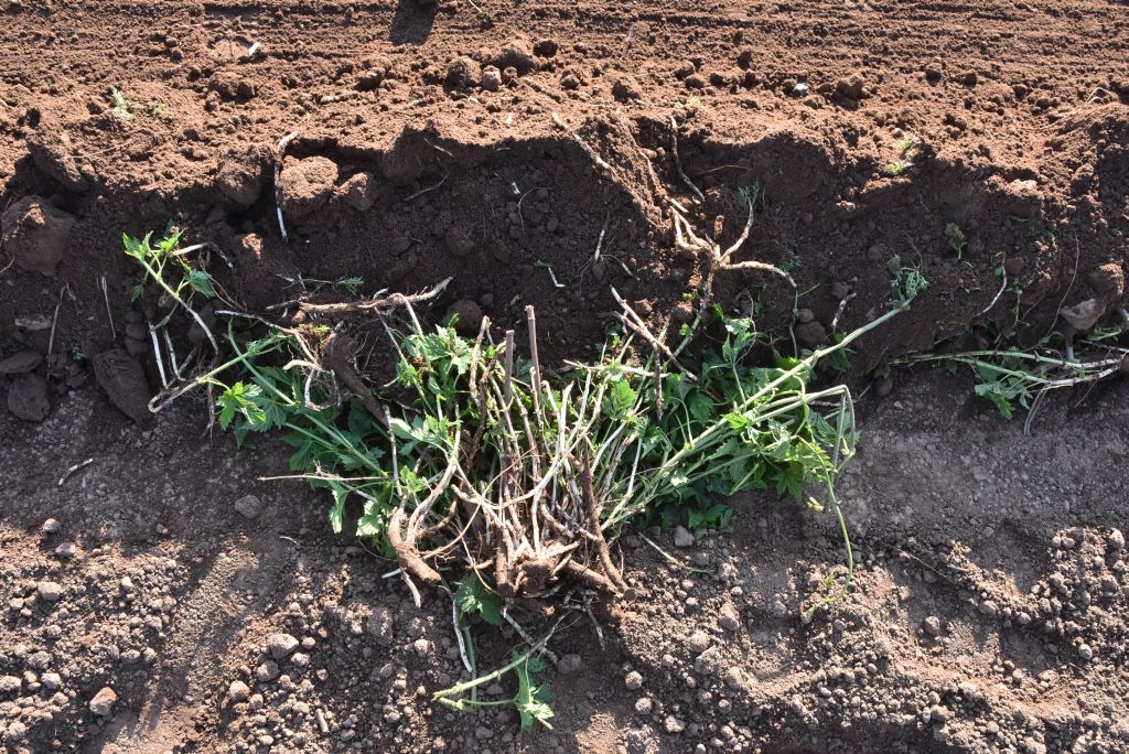 Praktická ukázka řezu chmele ŽPČ na Stekníku (23. 4. 2025). | Foto: J. Ježek Foto: J. Ježek