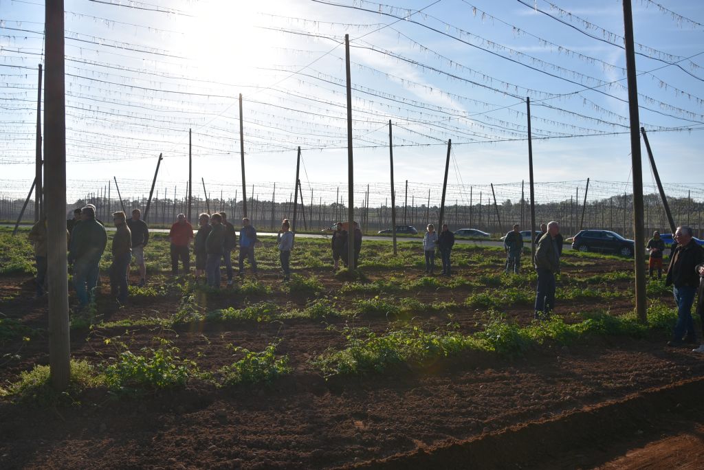 Praktická ukázka řezu chmele ŽPČ na Stekníku (23. 4. 2025). | Foto: J. Ježek Foto: J. Ježek