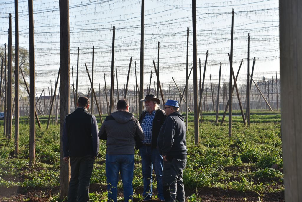 Praktická ukázka řezu chmele ŽPČ na Stekníku (23. 4. 2025). | Foto: J. Ježek Foto: J. Ježek