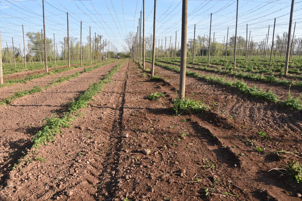 Praktická ukázka řezu chmele ŽPČ na Stekníku (23. 4. 2025). | Foto: J. Ježek Foto: J. Ježek