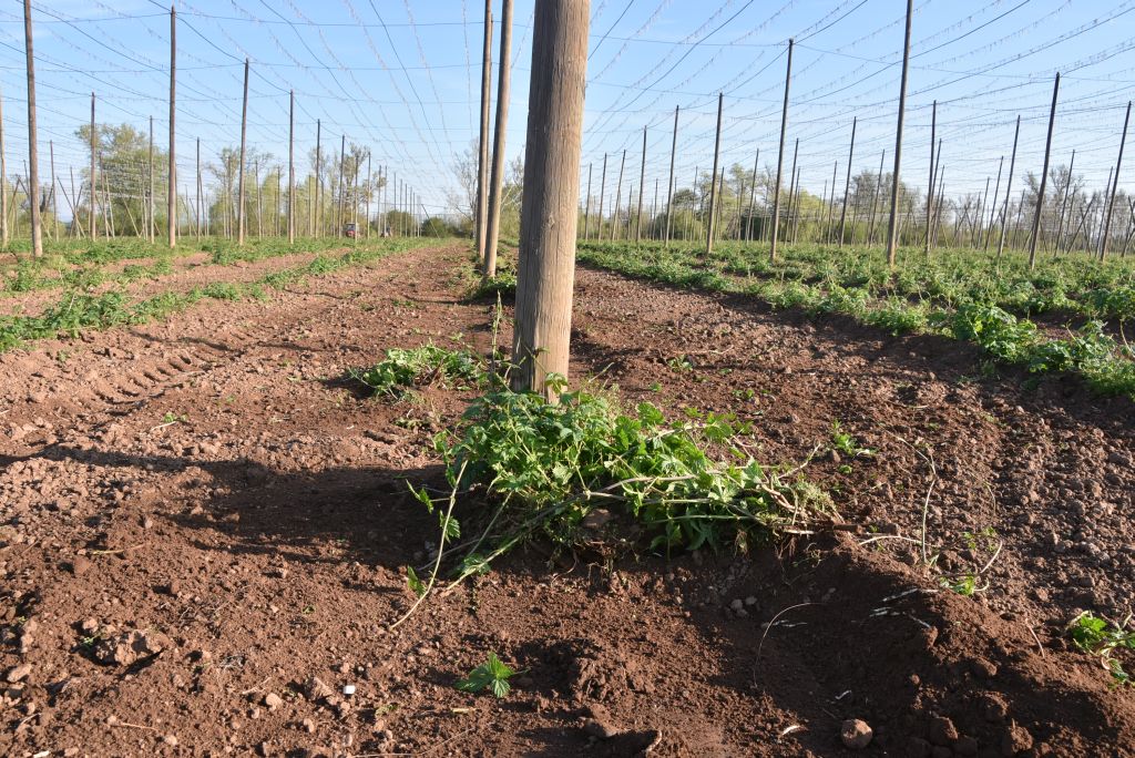Praktická ukázka řezu chmele ŽPČ na Stekníku (23. 4. 2025). | Foto: J. Ježek Foto: J. Ježek
