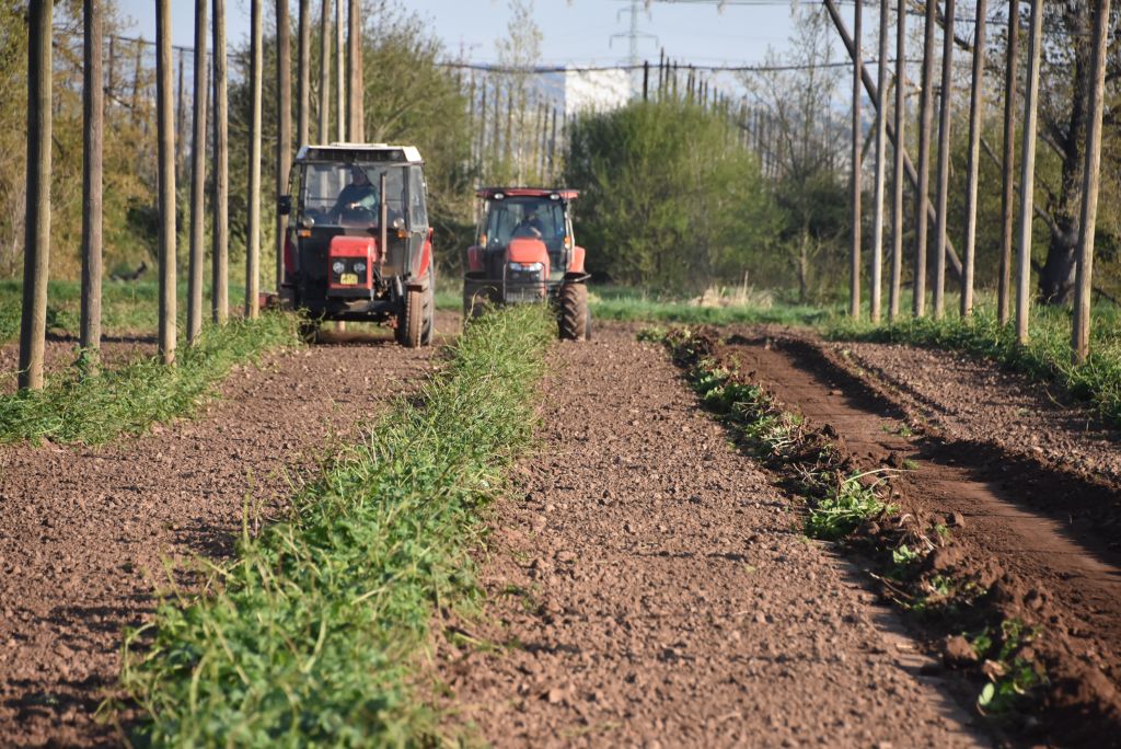 Praktická ukázka řezu chmele ŽPČ na Stekníku (23. 4. 2025). | Foto: J. Ježek Foto: J. Ježek