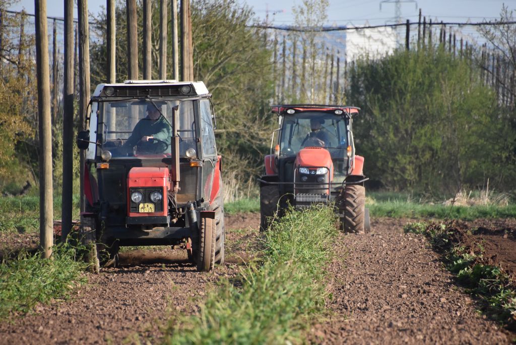 Praktická ukázka řezu chmele ŽPČ na Stekníku (23. 4. 2025). | Foto: J. Ježek Foto: J. Ježek