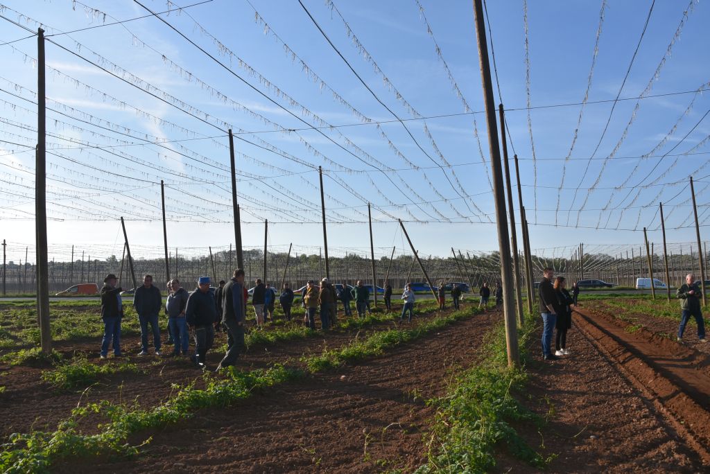 Praktická ukázka řezu chmele ŽPČ na Stekníku (23. 4. 2025). | Foto: J. Ježek Foto: J. Ježek