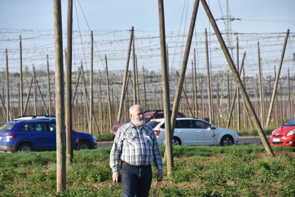Praktická ukázka řezu chmele ŽPČ na Stekníku (23. 4. 2025). | Foto: J. Ježek Foto: J. Ježek