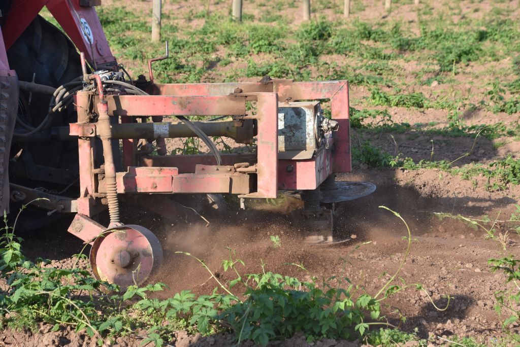 Praktická ukázka řezu chmele ŽPČ na Stekníku (23. 4. 2025). | Foto: J. Ježek Foto: J. Ježek