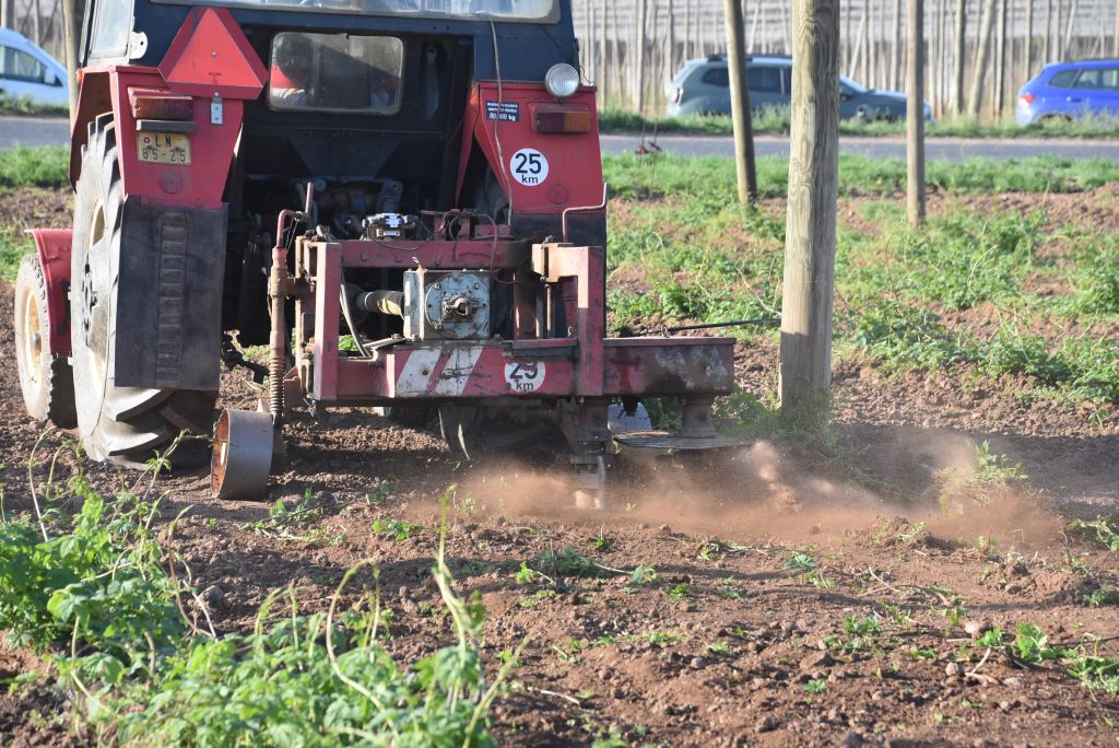 Praktická ukázka řezu chmele ŽPČ na Stekníku (23. 4. 2025). | Foto: J. Ježek Foto: J. Ježek