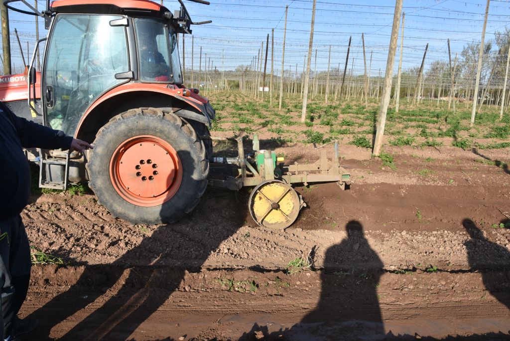 Praktická ukázka řezu chmele ŽPČ na Stekníku (23. 4. 2025). | Foto: J. Ježek Foto: J. Ježek
