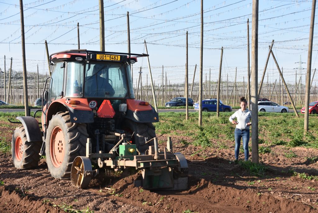 Praktická ukázka řezu chmele ŽPČ na Stekníku (23. 4. 2025). | Foto: J. Ježek Foto: J. Ježek