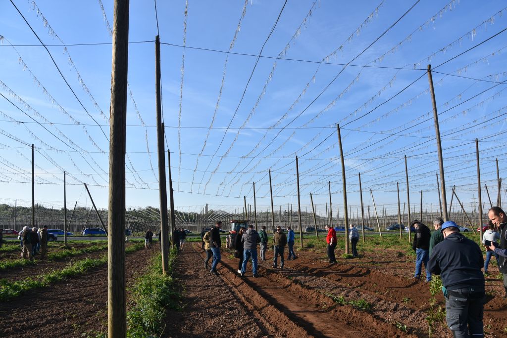 Praktická ukázka řezu chmele ŽPČ na Stekníku (23. 4. 2025). | Foto: J. Ježek Foto: J. Ježek
