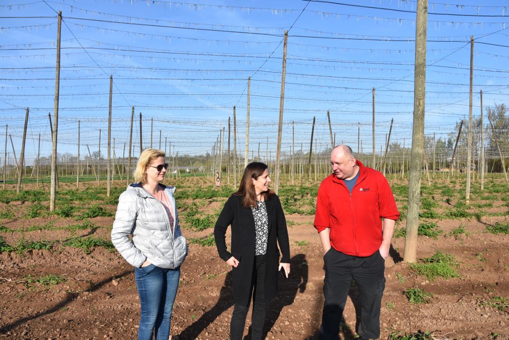 Praktická ukázka řezu chmele ŽPČ na Stekníku (23. 4. 2025). | Foto: J. Ježek Foto: J. Ježek