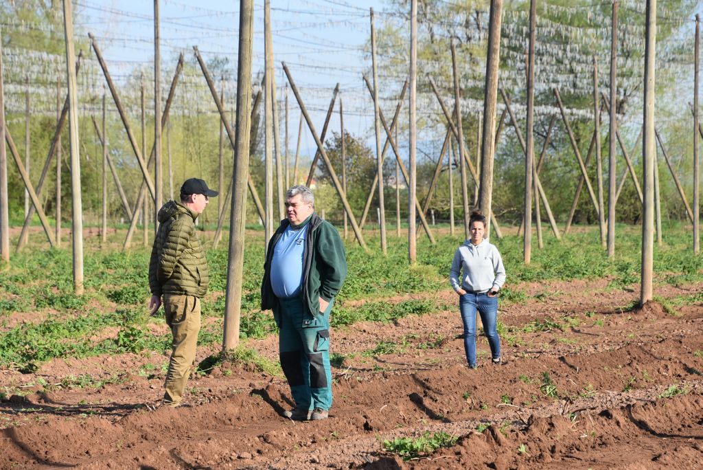 Praktická ukázka řezu chmele ŽPČ na Stekníku (23. 4. 2025). | Foto: J. Ježek Foto: J. Ježek