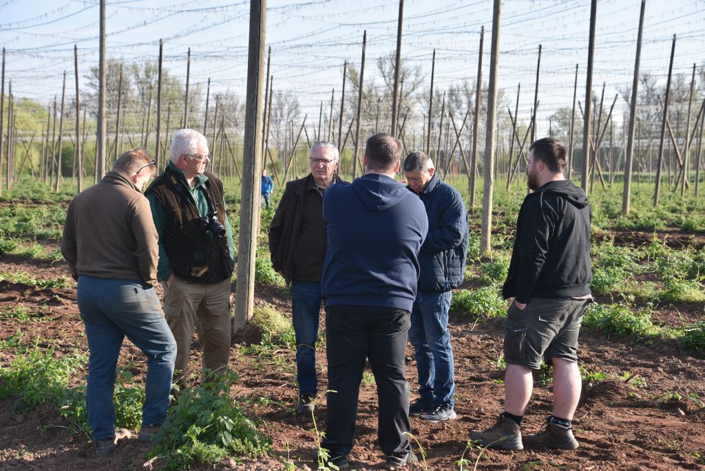 Praktická ukázka řezu chmele ŽPČ na Stekníku (23. 4. 2025). | Foto: J. Ježek Foto: J. Ježek