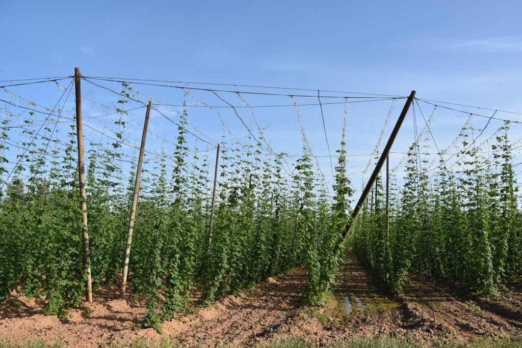 Navazující workshop po řezu ŽPČ a ukázka balíčkové sadby z produkce CHI (Stekník, 26. 6. 2025). | Foto: J. Ježek Foto: J. Ježek