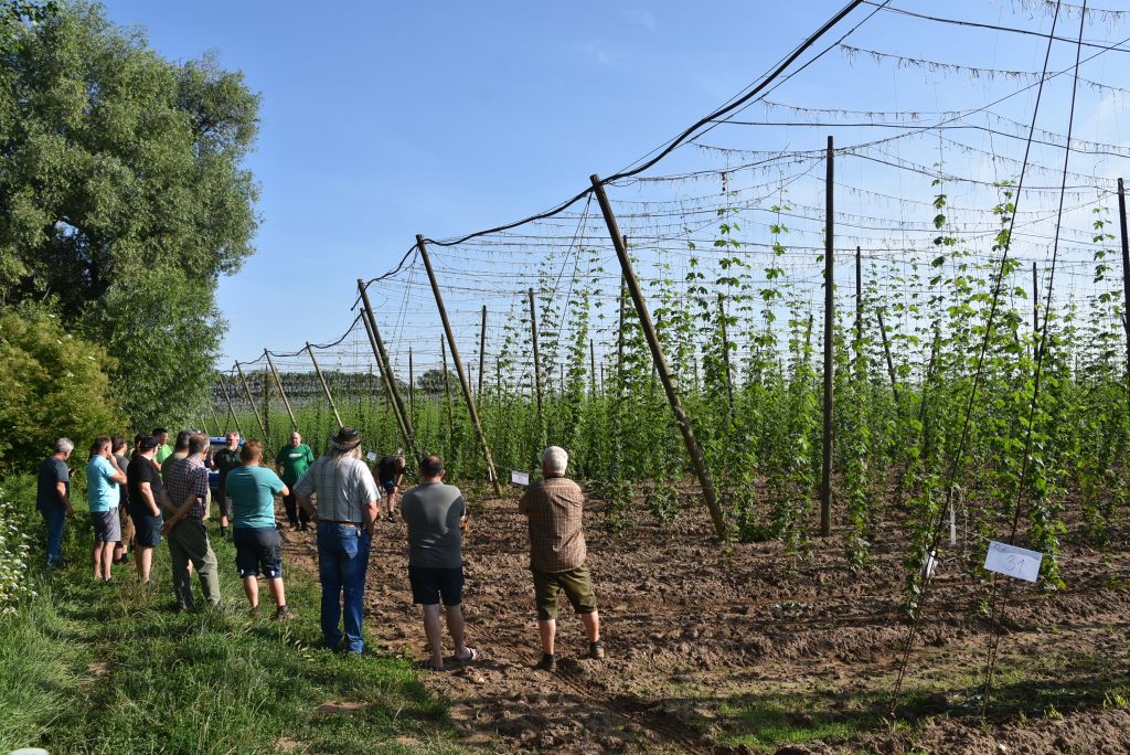 Navazující workshop po řezu ŽPČ a ukázka balíčkové sadby z produkce CHI (Stekník, 26. 6. 2025). | Foto: J. Ježek Foto: J. Ježek