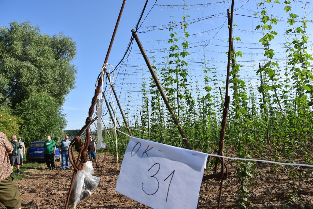Navazující workshop po řezu ŽPČ a ukázka balíčkové sadby z produkce CHI (Stekník, 26. 6. 2025). | Foto: J. Ježek Foto: J. Ježek