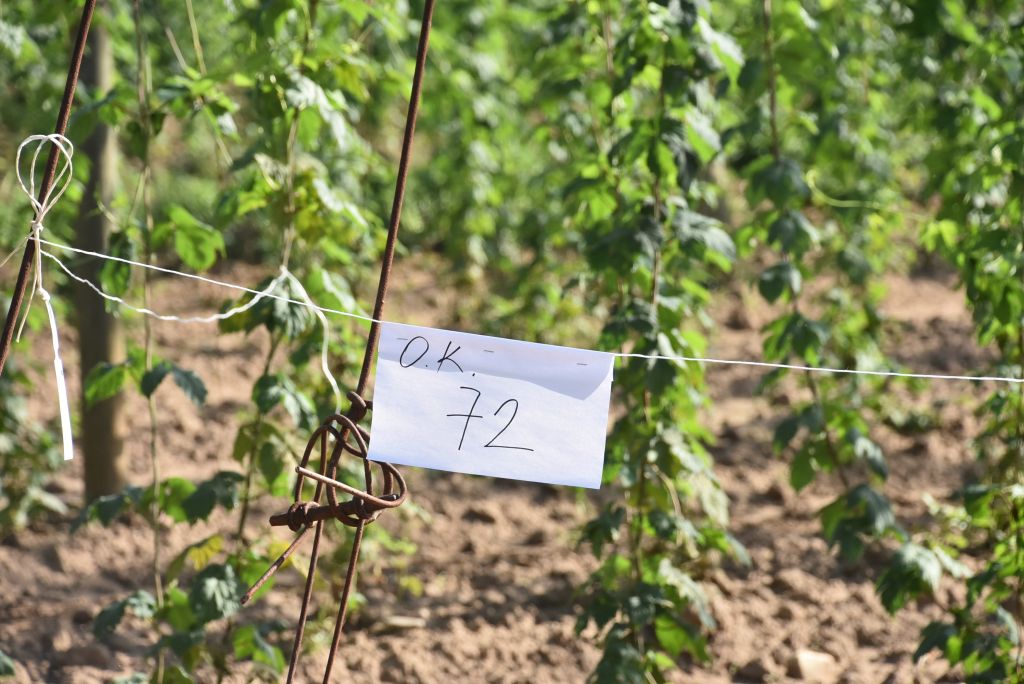 Navazující workshop po řezu ŽPČ a ukázka balíčkové sadby z produkce CHI (Stekník, 26. 6. 2025). | Foto: J. Ježek Foto: J. Ježek