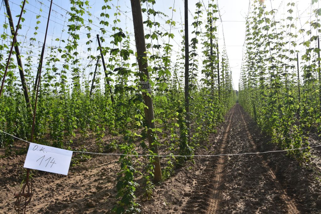 Navazující workshop po řezu ŽPČ a ukázka balíčkové sadby z produkce CHI (Stekník, 26. 6. 2025). | Foto: J. Ježek Foto: J. Ježek