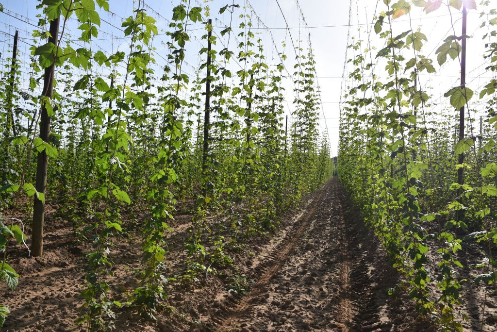 Navazující workshop po řezu ŽPČ a ukázka balíčkové sadby z produkce CHI (Stekník, 26. 6. 2025). | Foto: J. Ježek Foto: J. Ježek