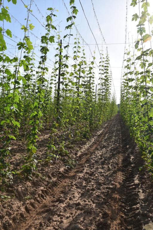 Navazující workshop po řezu ŽPČ a ukázka balíčkové sadby z produkce CHI (Stekník, 26. 6. 2025). | Foto: J. Ježek Foto: J. Ježek