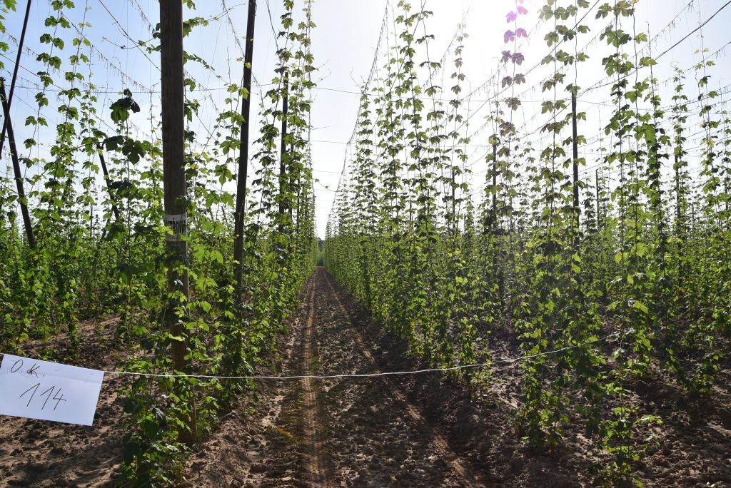 Navazující workshop po řezu ŽPČ a ukázka balíčkové sadby z produkce CHI (Stekník, 26. 6. 2025). | Foto: J. Ježek Foto: J. Ježek