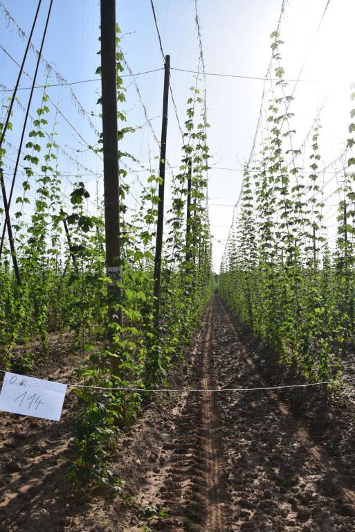 Navazující workshop po řezu ŽPČ a ukázka balíčkové sadby z produkce CHI (Stekník, 26. 6. 2025). | Foto: J. Ježek Foto: J. Ježek