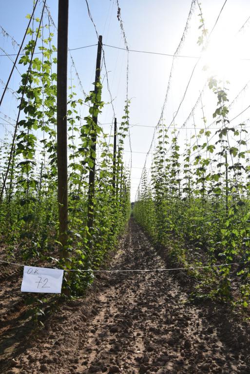 Navazující workshop po řezu ŽPČ a ukázka balíčkové sadby z produkce CHI (Stekník, 26. 6. 2025). | Foto: J. Ježek Foto: J. Ježek
