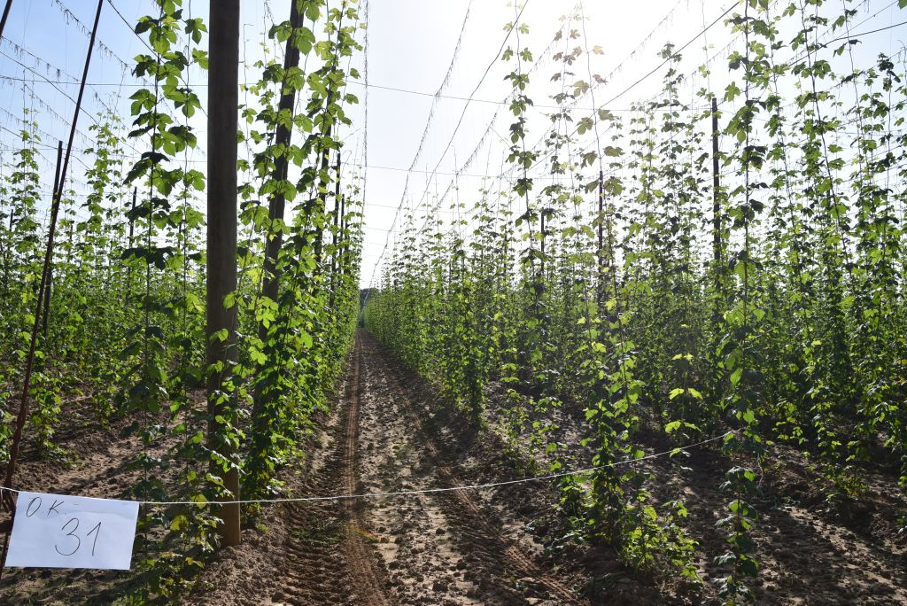Navazující workshop po řezu ŽPČ a ukázka balíčkové sadby z produkce CHI (Stekník, 26. 6. 2025). | Foto: J. Ježek Foto: J. Ježek