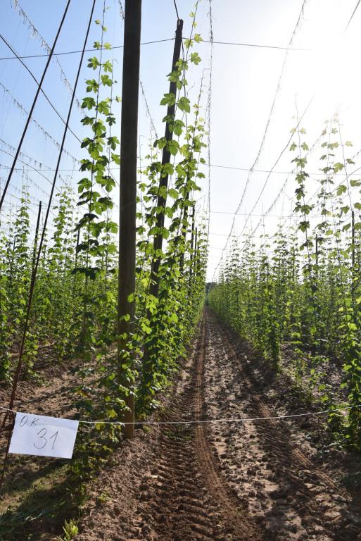 Navazující workshop po řezu ŽPČ a ukázka balíčkové sadby z produkce CHI (Stekník, 26. 6. 2025). | Foto: J. Ježek Foto: J. Ježek