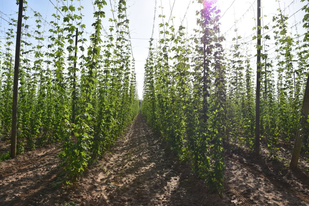 Navazující workshop po řezu ŽPČ a ukázka balíčkové sadby z produkce CHI (Stekník, 26. 6. 2025). | Foto: J. Ježek Foto: J. Ježek
