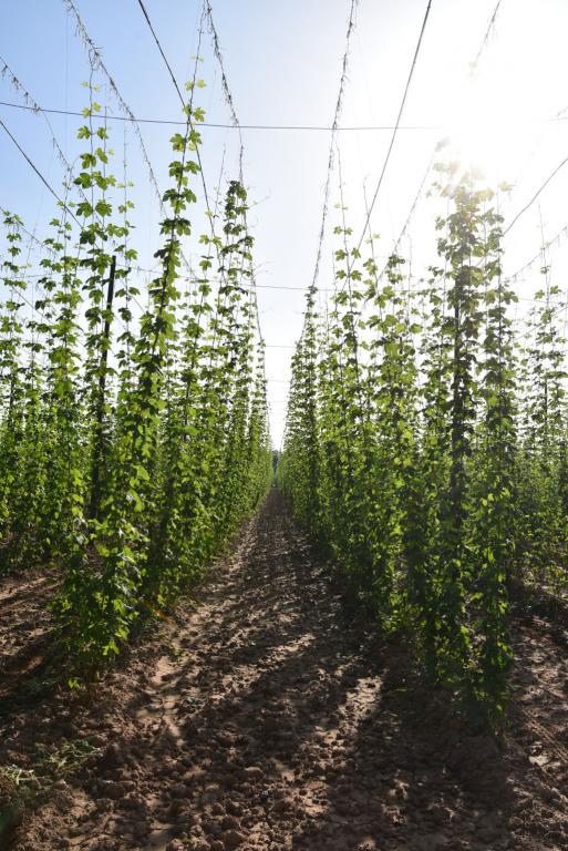 Navazující workshop po řezu ŽPČ a ukázka balíčkové sadby z produkce CHI (Stekník, 26. 6. 2025). | Foto: J. Ježek Foto: J. Ježek