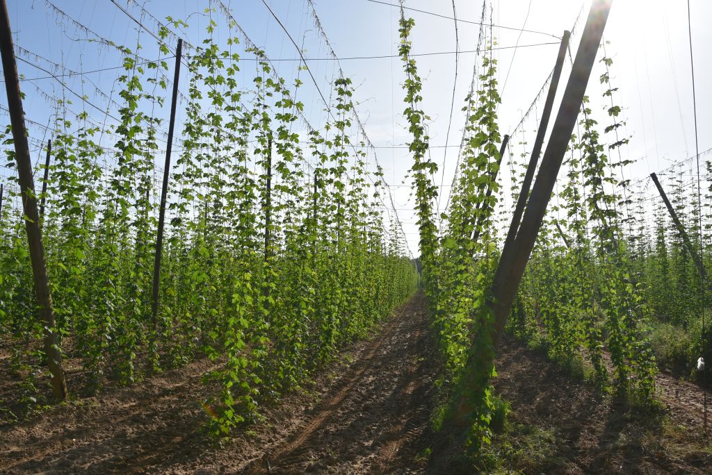 Navazující workshop po řezu ŽPČ a ukázka balíčkové sadby z produkce CHI (Stekník, 26. 6. 2025). | Foto: J. Ježek Foto: J. Ježek